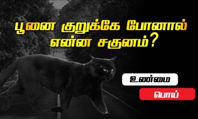 If a cat crosses... it's a bad omen...