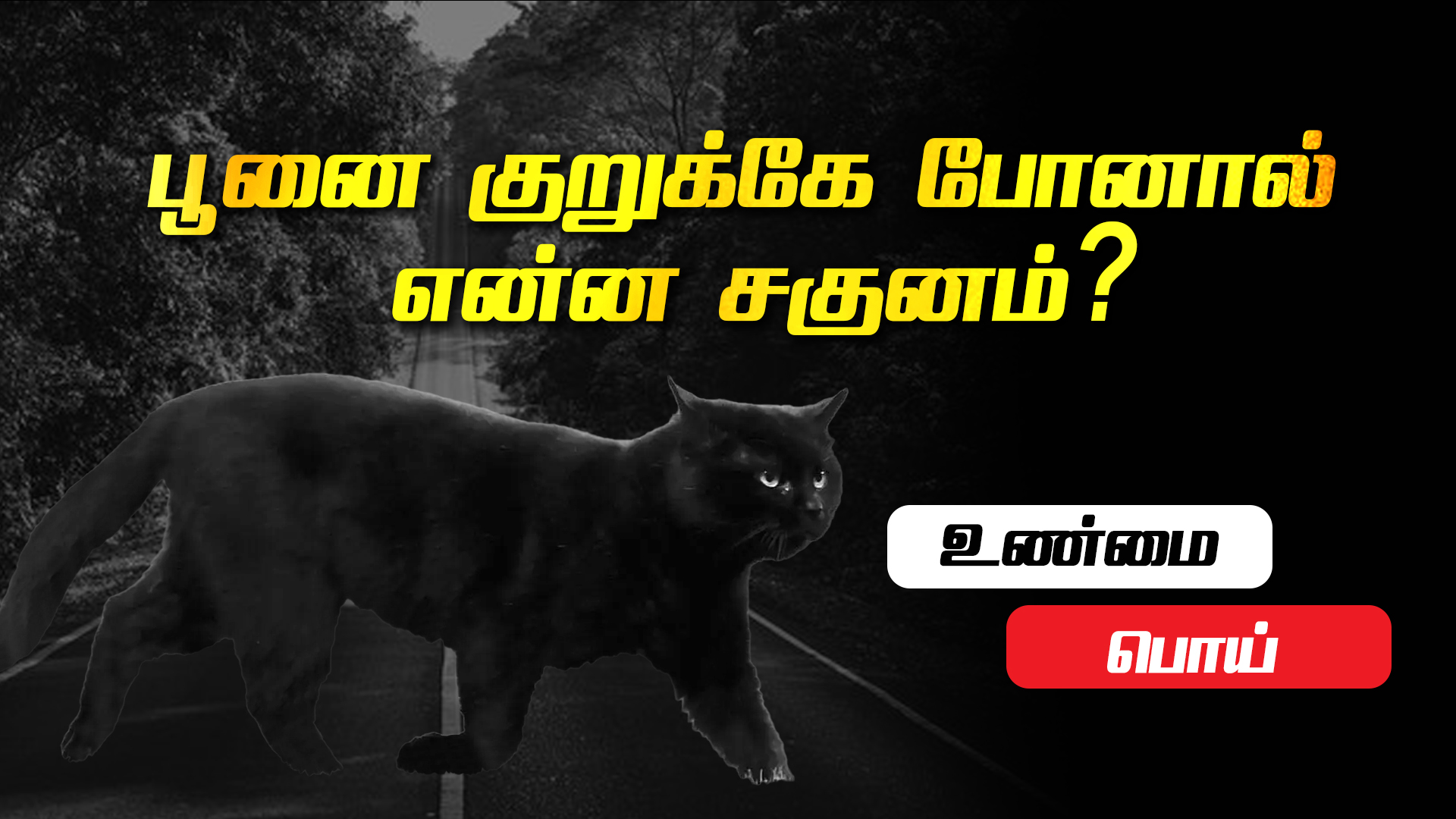 If a cat crosses... it's a bad omen...