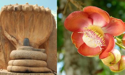Why do we worship Shiva with Nagalinga flower..
