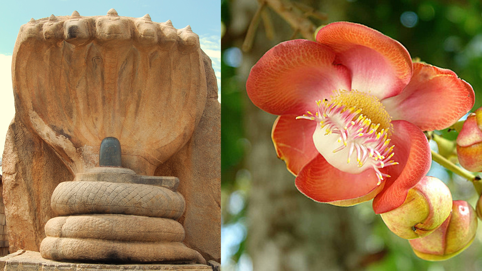 Why do we worship Shiva with Nagalinga flower..