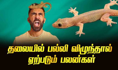 Benefits of getting a lizard on your head