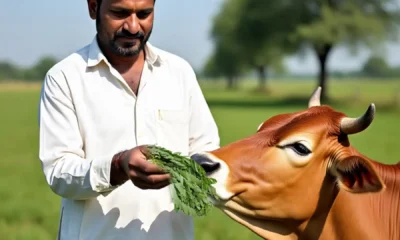 why-do-we-give-cows-milk-thistle